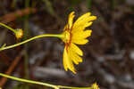 Leavenworth's tickseed